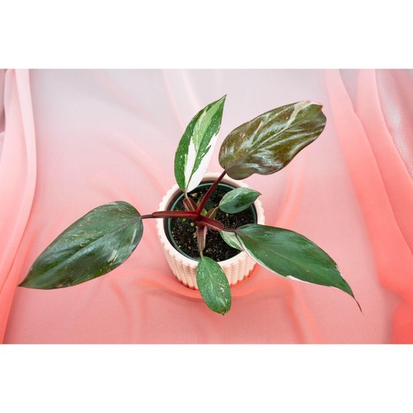 Pink Princess Philodendron 4" US Seller | RARE Pot - Picture 4 of 4